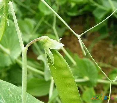 家常豌豆大全做法视频_豌豆的做法大全家常_豌豆的做法视频教程