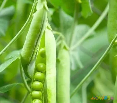 家常豌豆大全做法视频_豌豆的做法视频教程_豌豆的做法大全家常