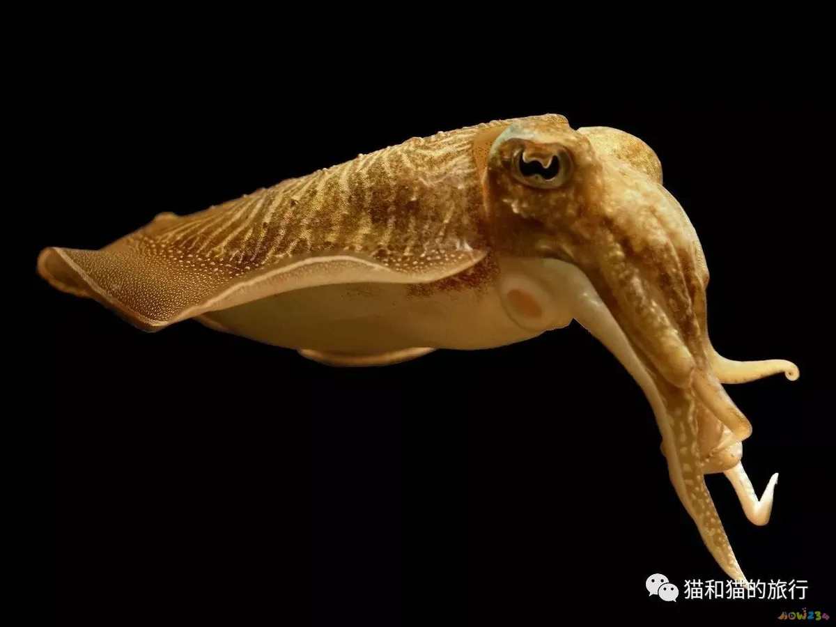 家常梭鲈鱼的做法_梭鲈怎么烧_梭鲈鱼怎么做好吃