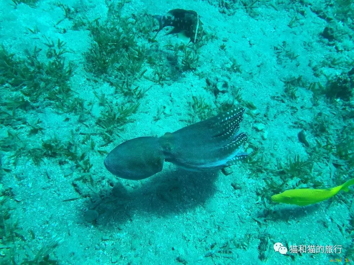 家常梭鲈鱼的做法_梭鲈怎么烧_梭鲈鱼怎么做好吃