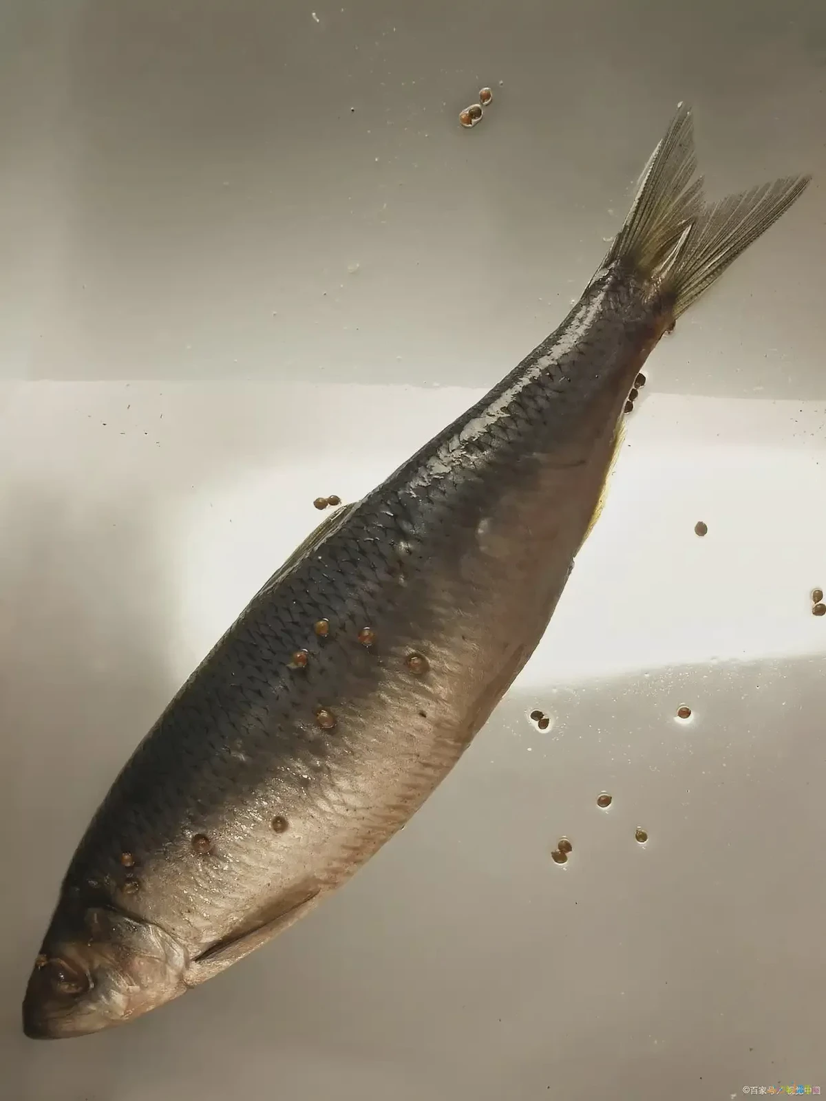 家常草鱼_家常草鱼的做法好吃简单_家常草鱼怎么做好吃