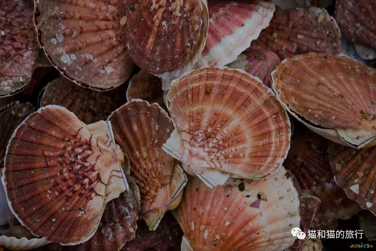 家常梭鲈鱼的做法_梭鲈怎么烧_梭鲈鱼怎么做好吃