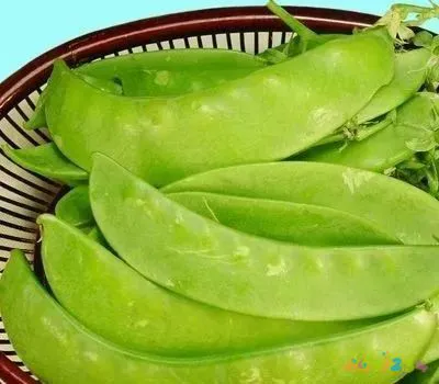 豌豆的做法视频教程_豌豆的做法大全家常_家常豌豆大全做法视频