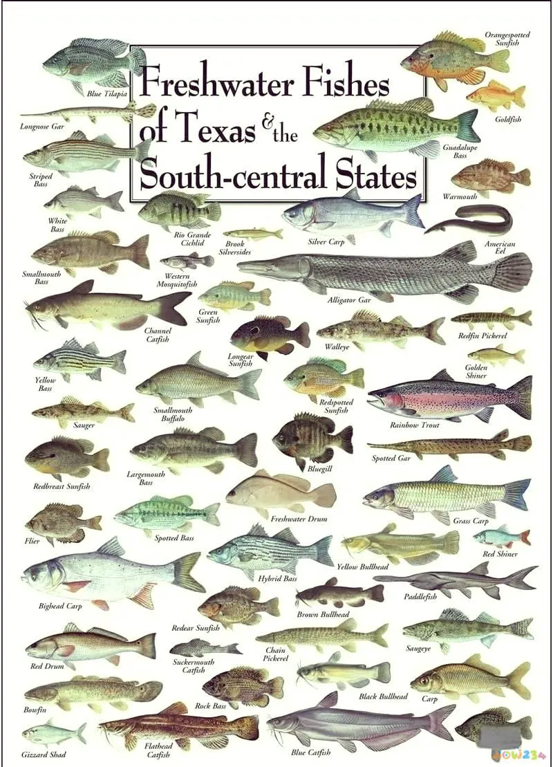 梭鲈鱼怎么做好吃_梭鲈怎么烧_家常梭鲈鱼的做法