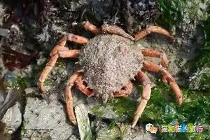 梭鲈鱼怎么做好吃_家常梭鲈鱼的做法_梭鲈怎么烧