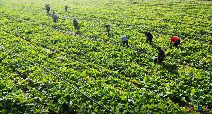   临泉县芥菜种植基地。新华网发（赵怀勇 摄）
