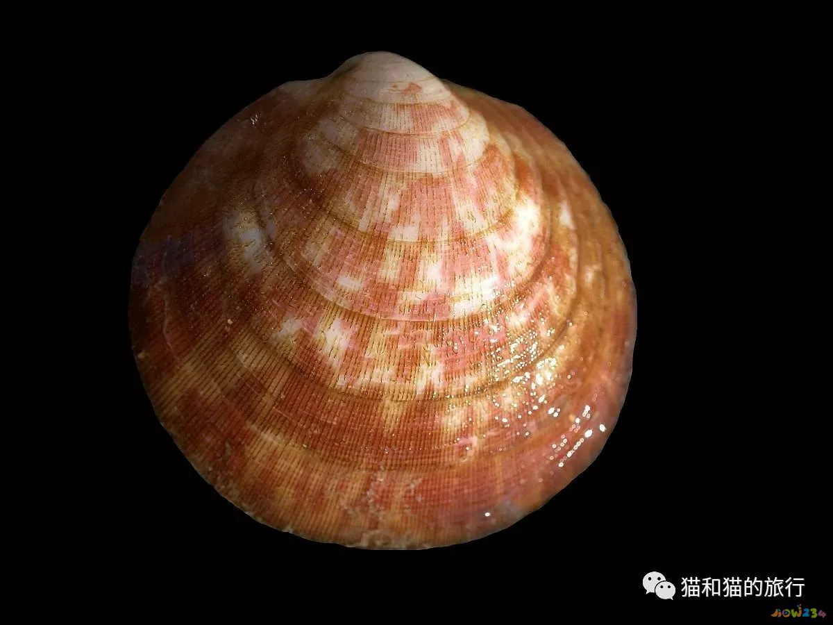 梭鲈鱼怎么做好吃_家常梭鲈鱼的做法_梭鲈怎么烧