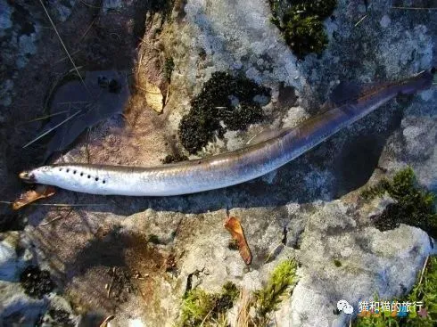 家常梭鲈鱼的做法_梭鲈鱼怎么做好吃_梭鲈怎么烧