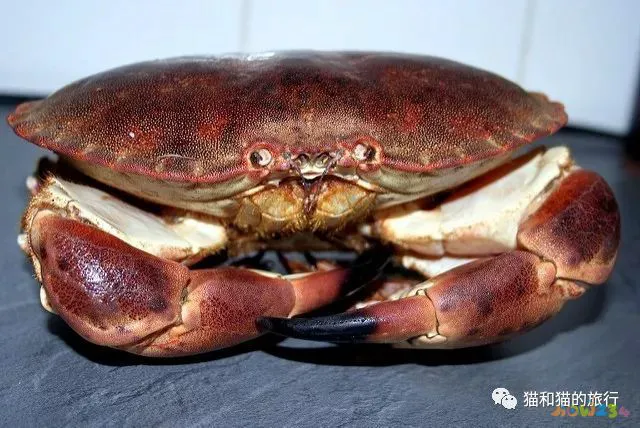 家常梭鲈鱼的做法_梭鲈鱼怎么做好吃_梭鲈怎么烧