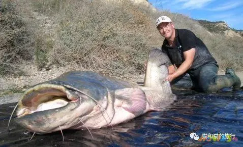 梭鲈怎么烧_家常梭鲈鱼的做法_梭鲈鱼怎么做好吃