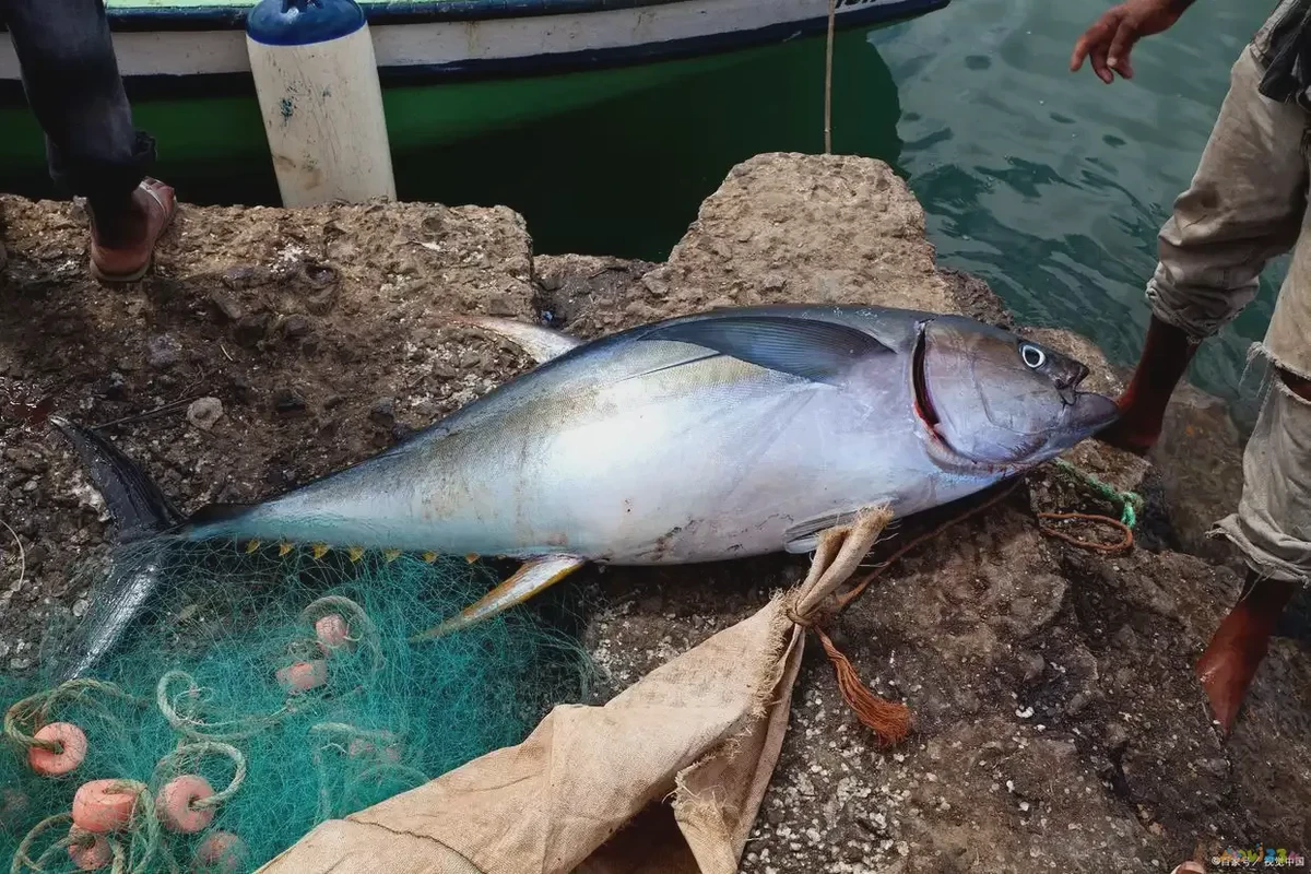 家常草鱼的做法好吃简单_家常草鱼怎么做好吃_家常草鱼