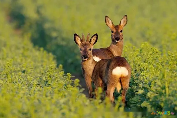 狍子肉营养价值与功效作用 第5张