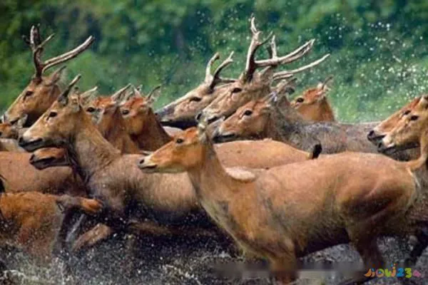 狍子肉营养价值与功效作用 第6张