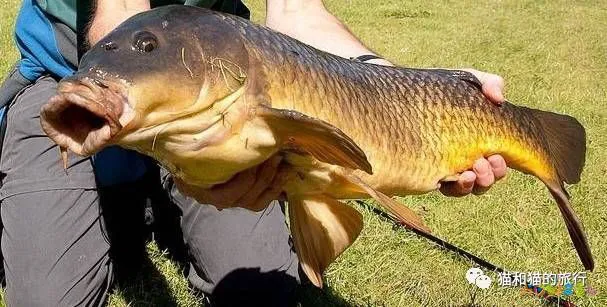 梭鲈怎么烧_梭鲈鱼怎么做好吃_家常梭鲈鱼的做法