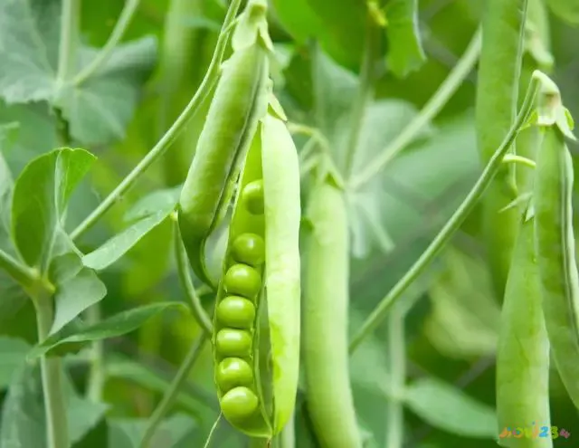 家常豌豆大全做法简单_豌豆的做法大全家常_家常豌豆大全做法窍门