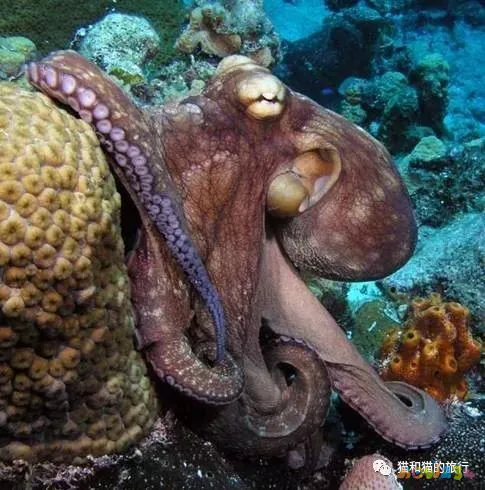 梭鲈怎么烧_家常梭鲈鱼的做法_梭鲈鱼怎么做好吃