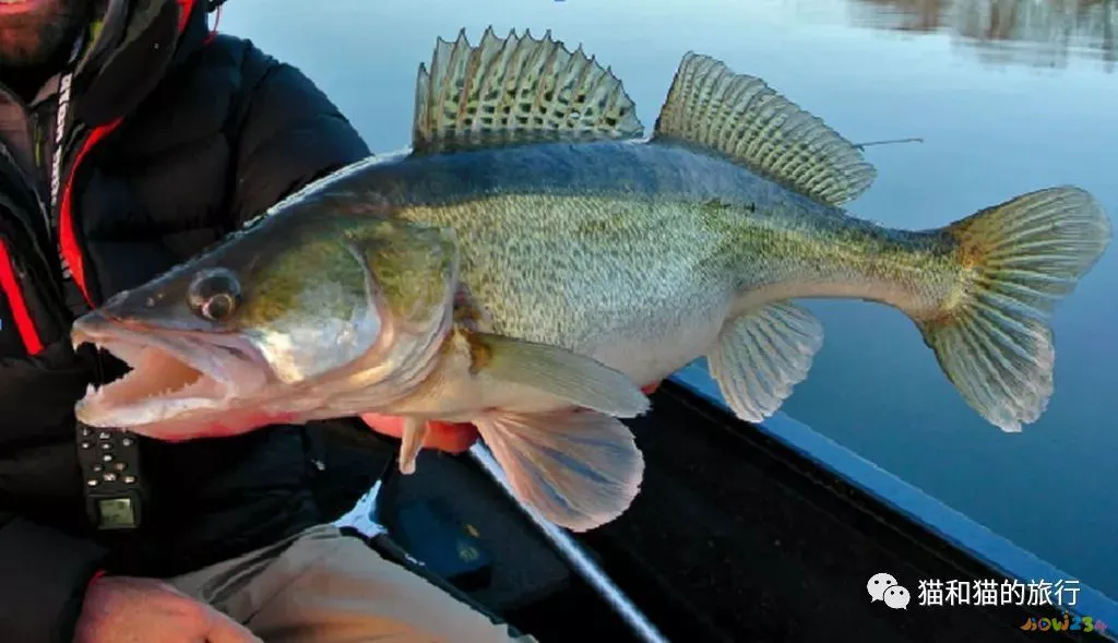 梭鲈怎么烧_梭鲈鱼怎么做好吃_家常梭鲈鱼的做法