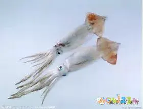 梭鲈怎么烧_家常梭鲈鱼的做法_梭鲈鱼怎么做好吃