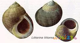 梭鲈鱼怎么做好吃_梭鲈怎么烧_家常梭鲈鱼的做法