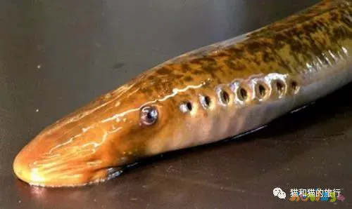 家常梭鲈鱼的做法_梭鲈鱼怎么做好吃_梭鲈怎么烧