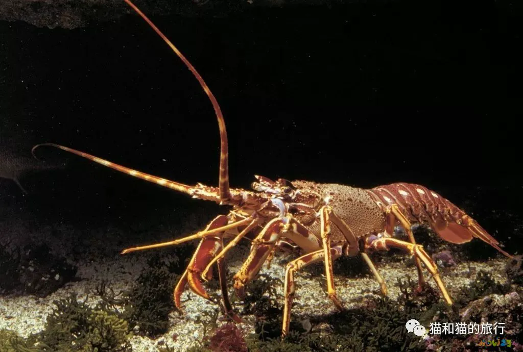 梭鲈鱼怎么做好吃_家常梭鲈鱼的做法_梭鲈怎么烧