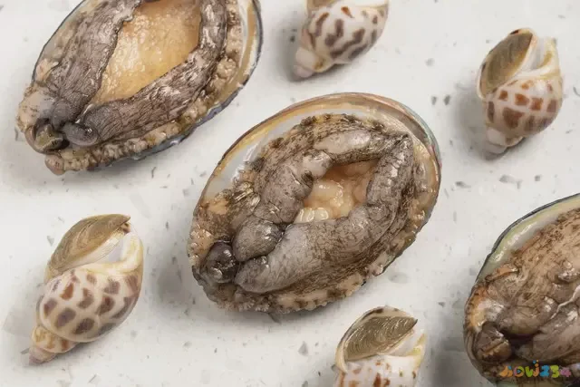 家常鲍鱼做法粉丝_鲍鱼的家常做法_家常鲍鱼做法大全家常