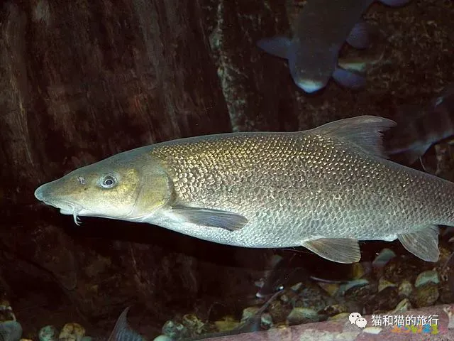 家常梭鲈鱼的做法_梭鲈怎么烧_梭鲈鱼怎么做好吃