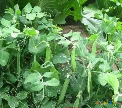 豌豆的做法大全家常_家常豌豆大全做法视频_豌豆的做法视频教程
