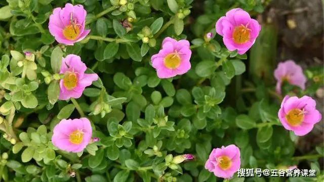 4种野菜堪称“致癌大王”,尤其第二种,宁愿不吃也别碰,莫贪嘴 -第6张图片-就爱百科 4种野菜堪称“致癌大王”,尤其第二种,宁愿不吃也别碰,莫贪嘴 -第6张图片-就爱百科