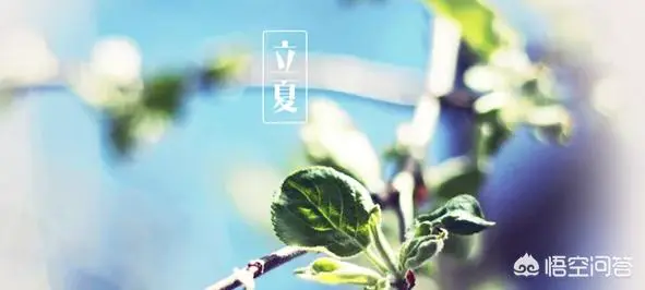 立夏在饮食方面如何养生?要注意哪些事项?-第1张图片-就爱百科 立夏在饮食方面如何养生?要注意哪些事项?-第1张图片-就爱百科