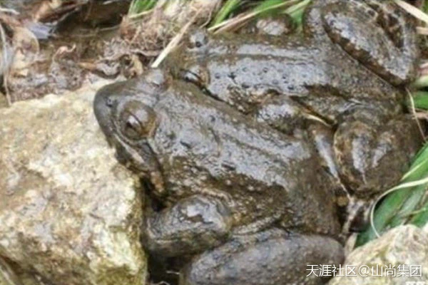 被美食家誉为“百蛙之王”-石蛙,不只是舌尖上的美味更是养生的佳肴(转载)-第1张图片-就爱百科 被美食家誉为“百蛙之王”-石蛙,不只是舌尖上的美味更是养生的佳肴(转载)-第1张图片-就爱百科