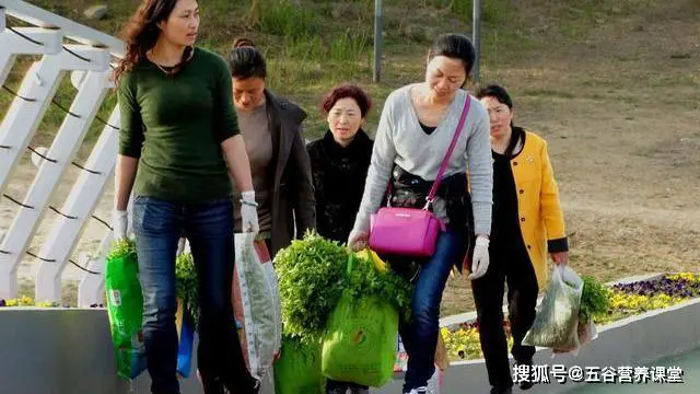 4种野菜堪称“致癌大王”,尤其第二种,宁愿不吃也别碰,莫贪嘴 -第4张图片-就爱百科 4种野菜堪称“致癌大王”,尤其第二种,宁愿不吃也别碰,莫贪嘴 -第4张图片-就爱百科