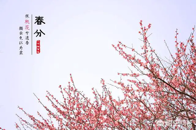 3月20日,就是“春分”,饮食上吃点啥好?又该如何养生?-第1张图片-就爱百科 3月20日,就是“春分”,饮食上吃点啥好?又该如何养生?-第1张图片-就爱百科