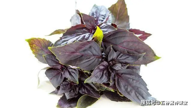 4种野菜堪称“致癌大王”,尤其第二种,宁愿不吃也别碰,莫贪嘴 -第7张图片-就爱百科 4种野菜堪称“致癌大王”,尤其第二种,宁愿不吃也别碰,莫贪嘴 -第7张图片-就爱百科